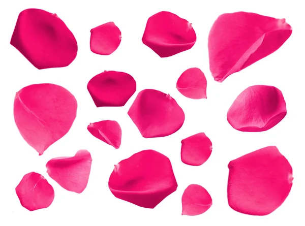 Beautiful pink rose petals, isolated on white — Stock Photo, Image