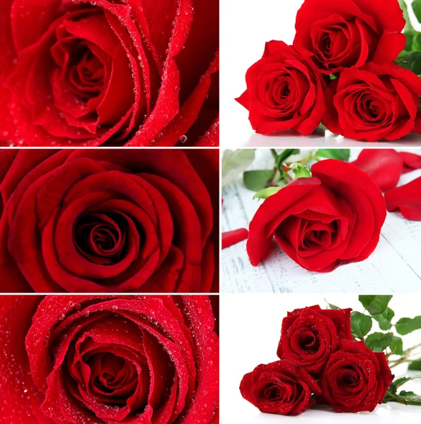 Beau collage de roses, gros plan — Photo