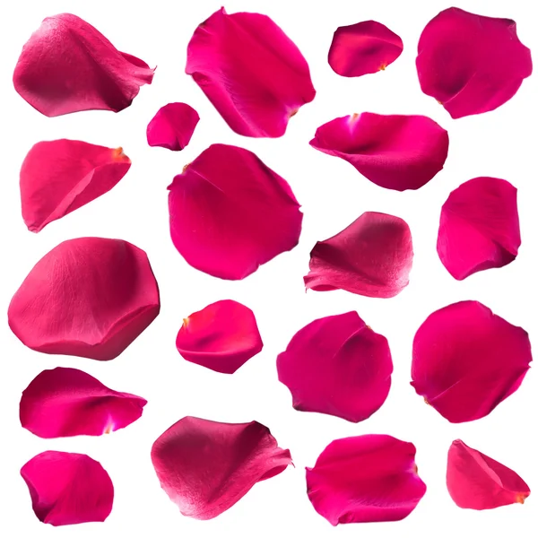Красиві рожеві пелюстки троянд, ізольовані на білому — стокове фото