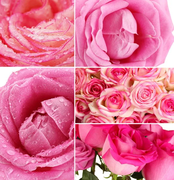 Mooie rozen collage, dicht omhoog — Stockfoto