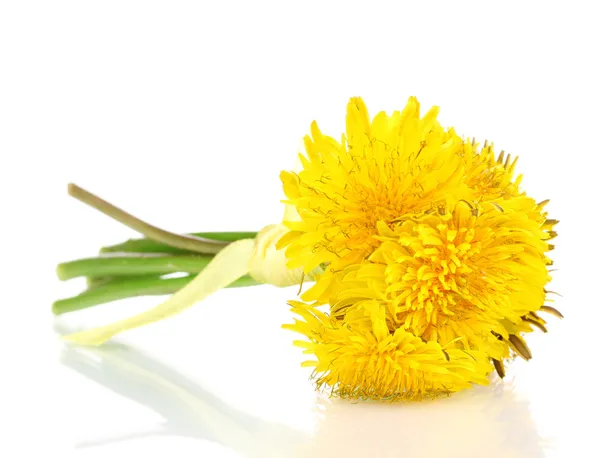 Flores de diente de león aisladas en blanco — Foto de Stock