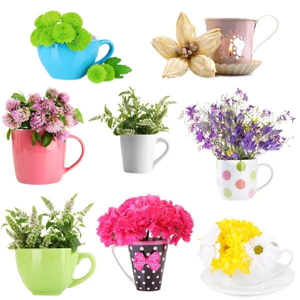 Collage av koppar med blommor — Stockfoto