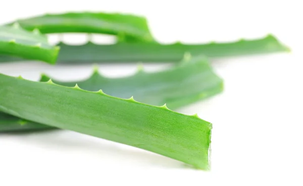 Fresh green aloe leaves, isolated on white — Stock Photo, Image