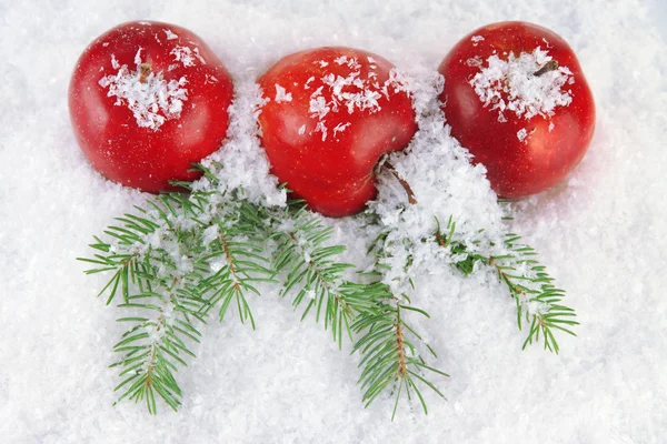 Piros alma, a fenyő ágak hóban közelről — Stock Fotó