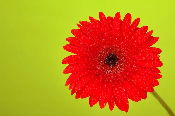 Yeşil zemin üzerine güzel kırmızı gerbera — Stok fotoğraf