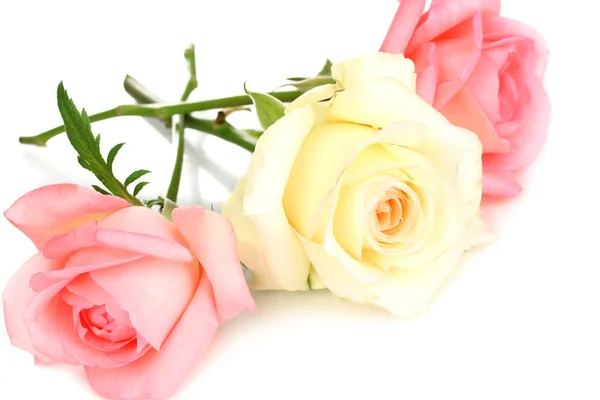Τρεις τριαντάφυλλα που απομονώνονται σε λευκό — Φωτογραφία Αρχείου