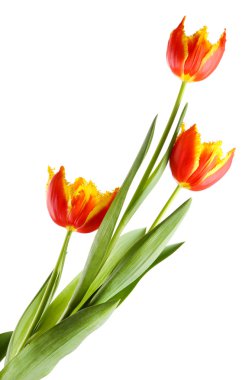 güzel Lale beyaz izole