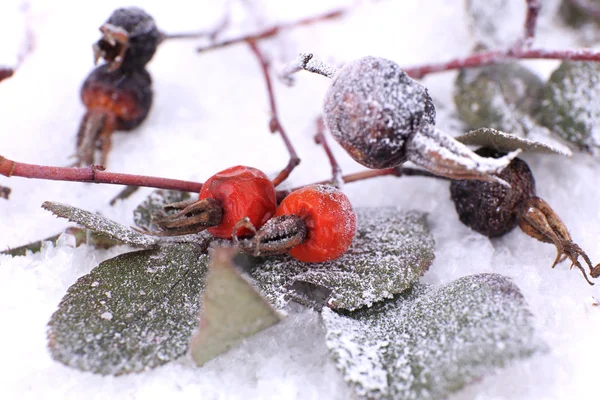 Plantas congeladas na neve perto — Fotografia de Stock