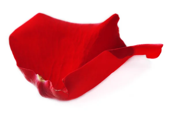 Schönes rotes Rosenblatt, isoliert auf weiß — Stockfoto