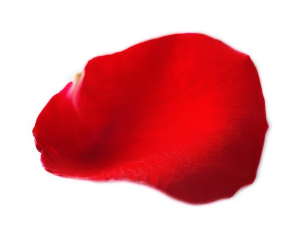 Belle pétale de rose rouge, isolé sur blanc — Photo
