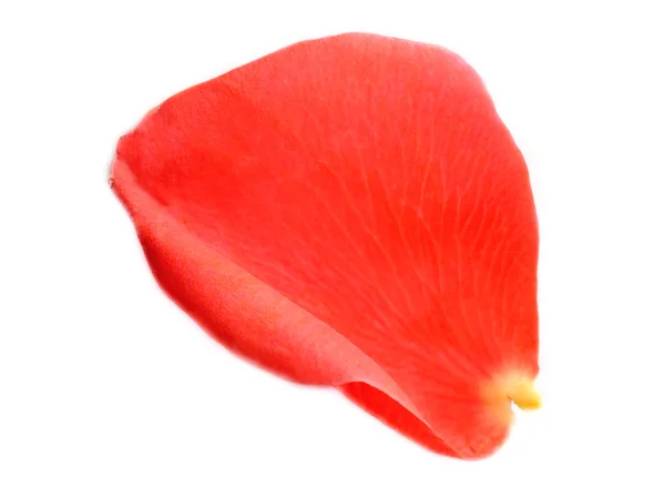 Красива червона пелюстка троянди, ізольована на білому — стокове фото