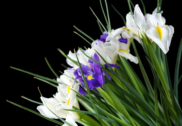 Beautiful irises on black background — Stock Photo, Image