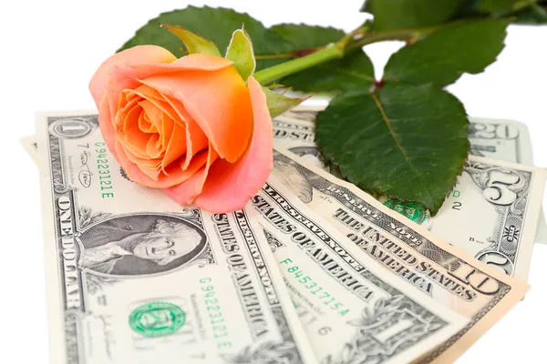 Beautiful rose and money, isolated on white — Stock Photo, Image