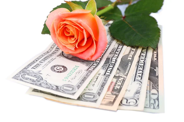 Bella rosa e denaro, isolato su bianco — Foto Stock