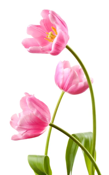 Krásné tulipány izolovaných na bílém — Stock fotografie