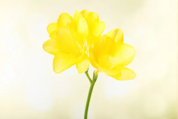 Ніжна квітка фрезії на яскравому фоні — стокове фото