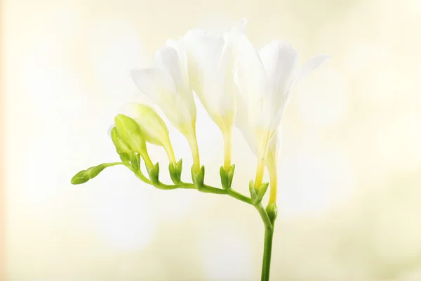Delikat freesia blomma på ljus bakgrund — Stockfoto