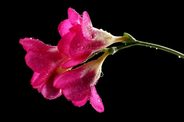 黒の背景に繊細なフリージアの花 — ストック写真