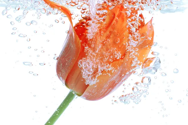 Квітка в ігристий воді — стокове фото