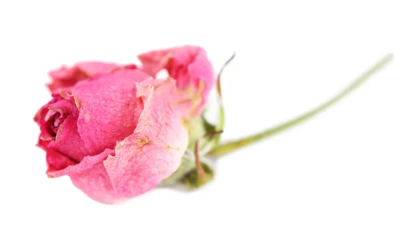 Schöne rosa getrocknete Rose, isoliert auf weiß — Stockfoto