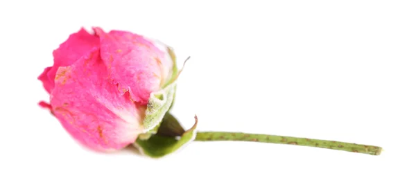 Bella rosa rosa appassita, isolata su bianco — Foto Stock
