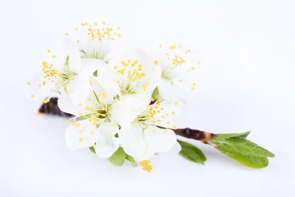 Ανθοφορία κλαδί δέντρου με τα άσπρα λουλούδια που απομονώνονται σε λευκό — Φωτογραφία Αρχείου