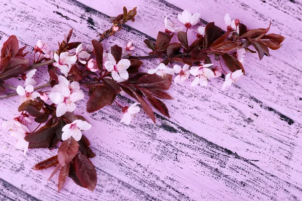 Bloeiende vertakking van de beslissingsstructuur met roze bloemen op houten achtergrond — Stockfoto