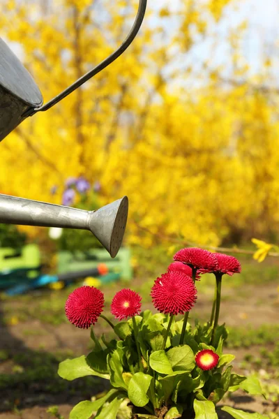 Conceito de jardinagem: belas flores no jardim com luz solar — Fotografia de Stock