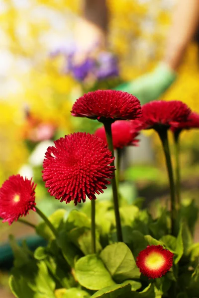 Güzel bahar çiçekleri, açık havada — Stok fotoğraf