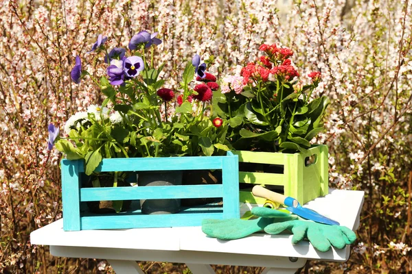 Trädgårdsarbete koncept: vackra blommor i trädgården med solljus — Stockfoto