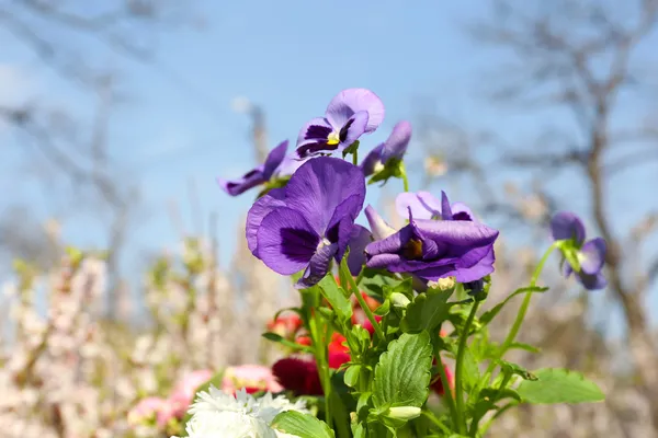 Piękne wiosenne kwiaty, na zewnątrz — Zdjęcie stockowe