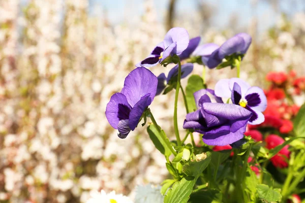 Lindas flores da primavera, ao ar livre — Fotografia de Stock