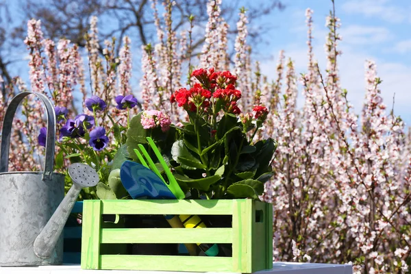 Concepto de jardinería: hermosas flores en el jardín con luz solar —  Fotos de Stock