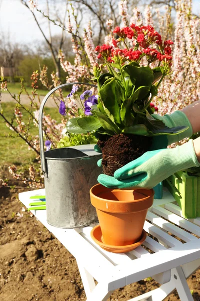 Gardening concept: beautiful flowers in garden with sun light — ストック写真