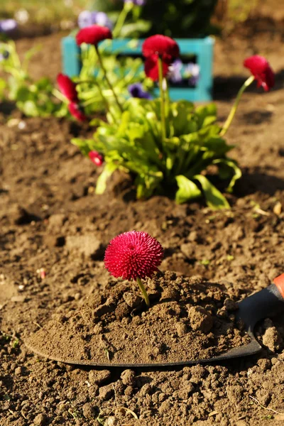 Konsep berkebun: bunga yang indah di taman dengan cahaya matahari — Stok Foto