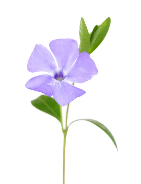 Beautiful periwinkle flower, isolated on white — Stock Photo, Image