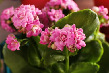 güzel bahar çiçekleri, açık havada