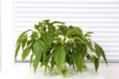 tencerede pencere pervazına üzerinde genç fidan