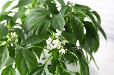 tencerede pencere pervazına üzerinde genç fidan yakın çekim