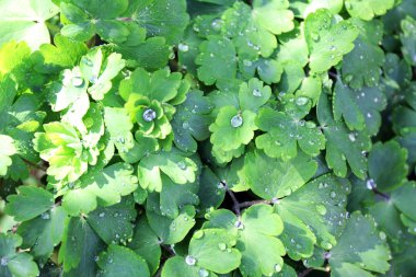 yaprak yeşil arka plan