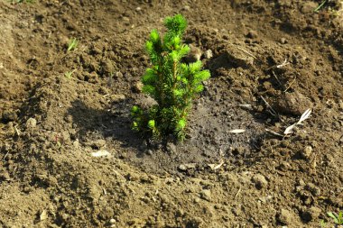 bahar aylarında genç ağaç sulama