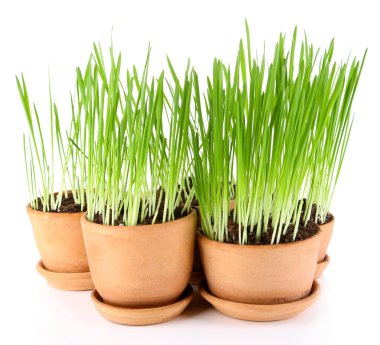 yeşil çim üzerinde beyaz izole Çiçeklik