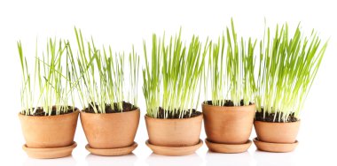 yeşil çim üzerinde beyaz izole Çiçeklik