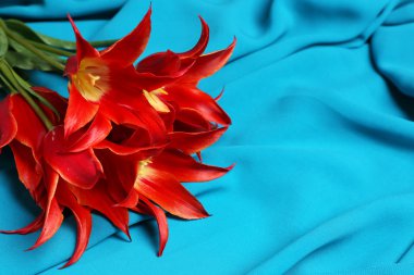 güzel kırmızı lale