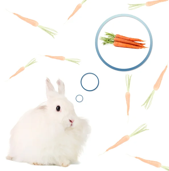 Coelho branco fofo sonhando com cenouras, isolado em branco — Fotografia de Stock