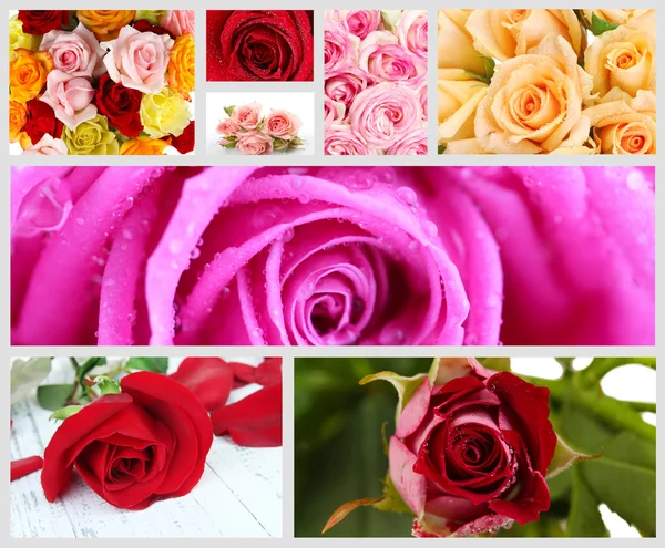 Hermoso collage de rosas — Foto de Stock