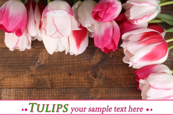 Красиві тюльпани — стокове фото