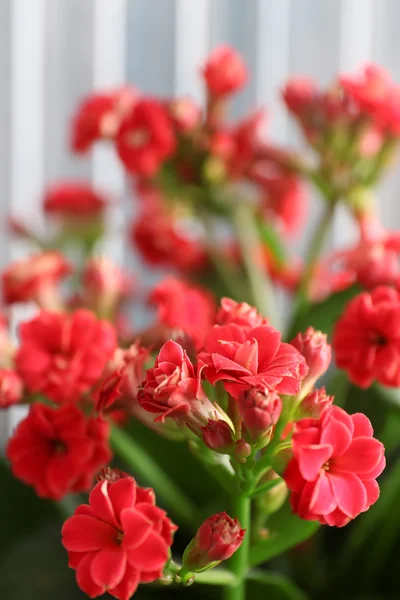 Beautiful spring flowers, outdoors — Stock Photo, Image