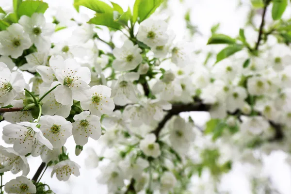 Ramitas de cerezo en flor en primavera de cerca —  Fotos de Stock