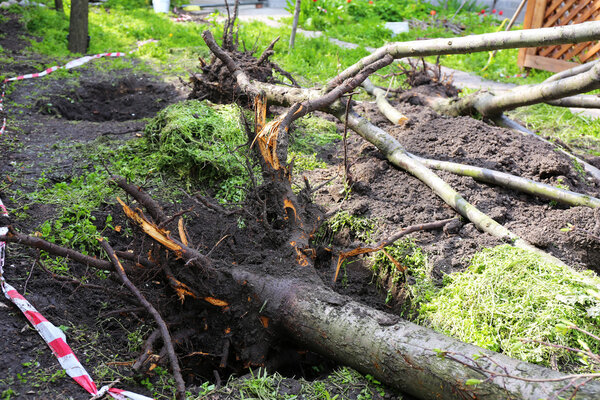 Fallen tree